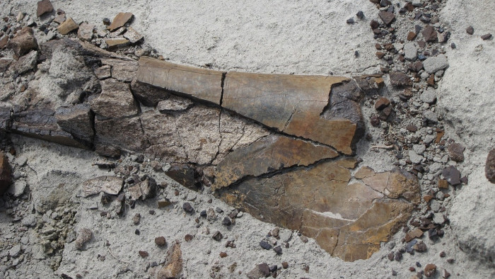 Tizennégymillió éves ősemlős maradványaira bukkantak