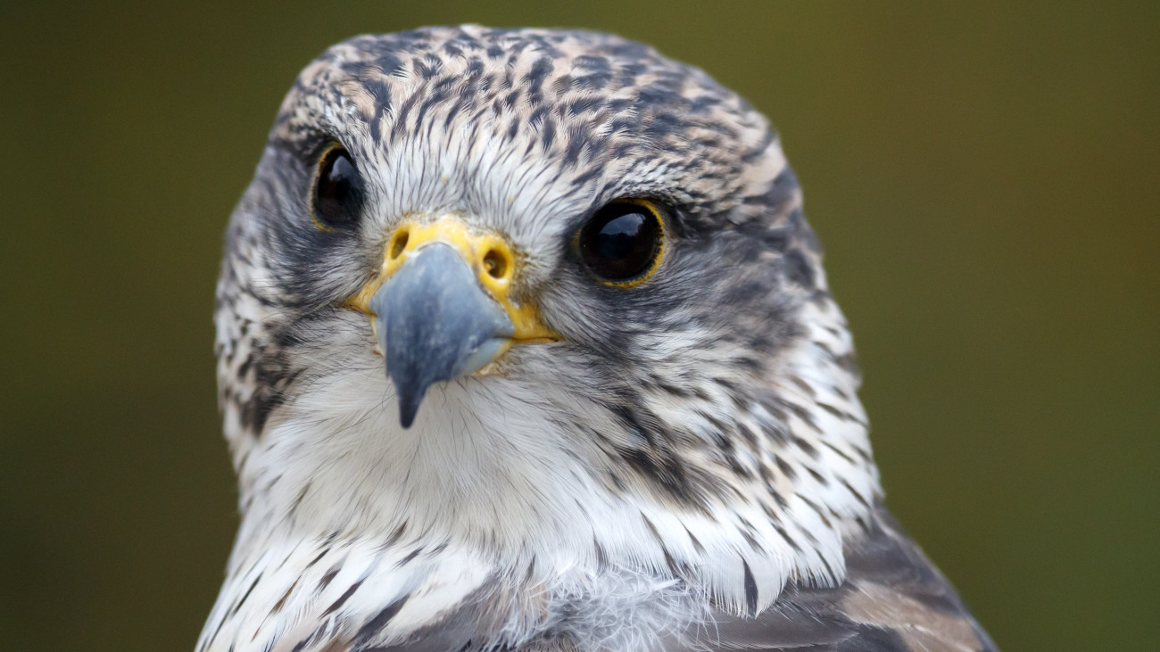 Kerecsensólyom (Falco cherrug) a Tripsdrill vadasparkban, a baden-württembergi Cleebronnban 2018. november 19-én. Az 1957-ben alapított vadaspark jelenleg 130 állatfaj egyedeinek ad otthont 35 hektáron.