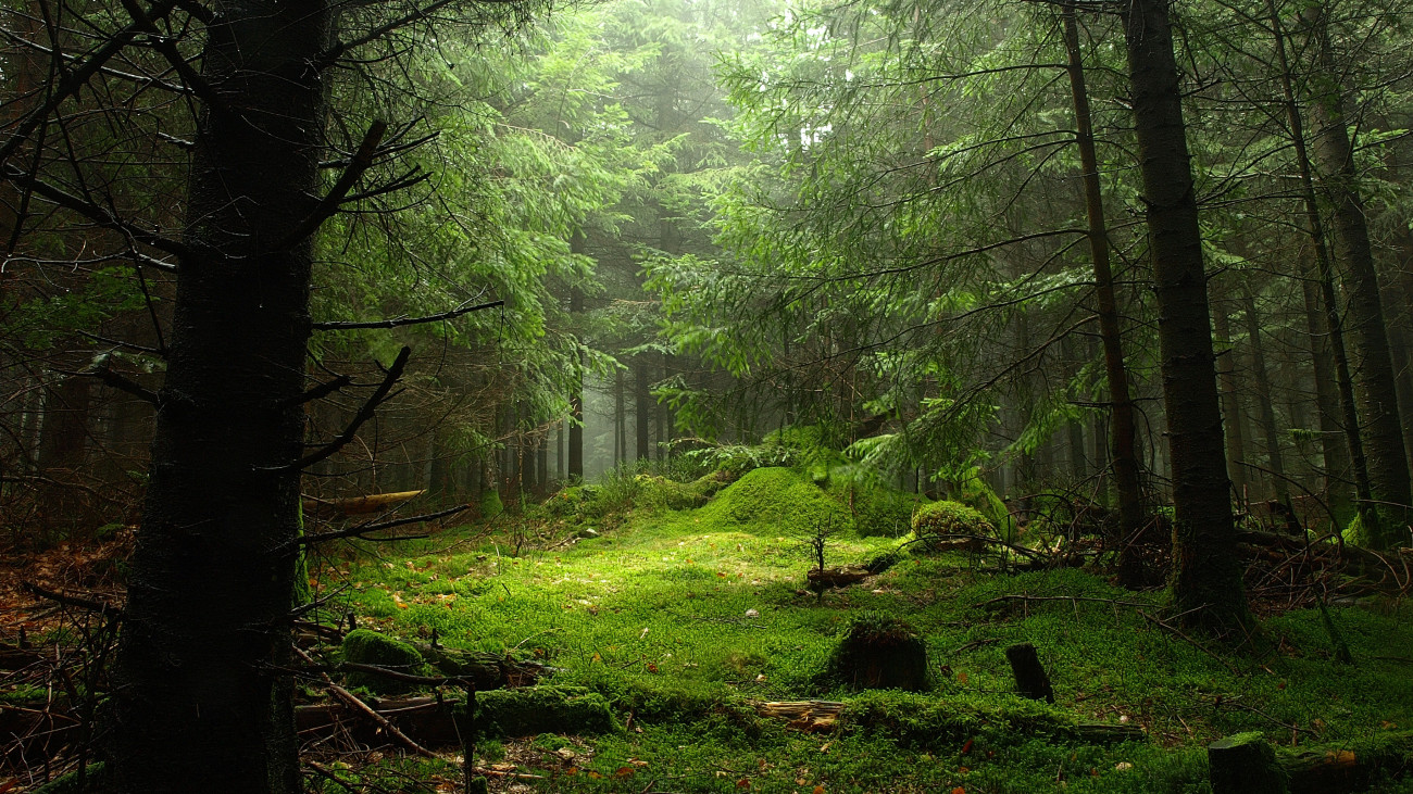 Legendary and mysterious forest. Montagne bourbonnaise. Allier (03). Auvergne. France.