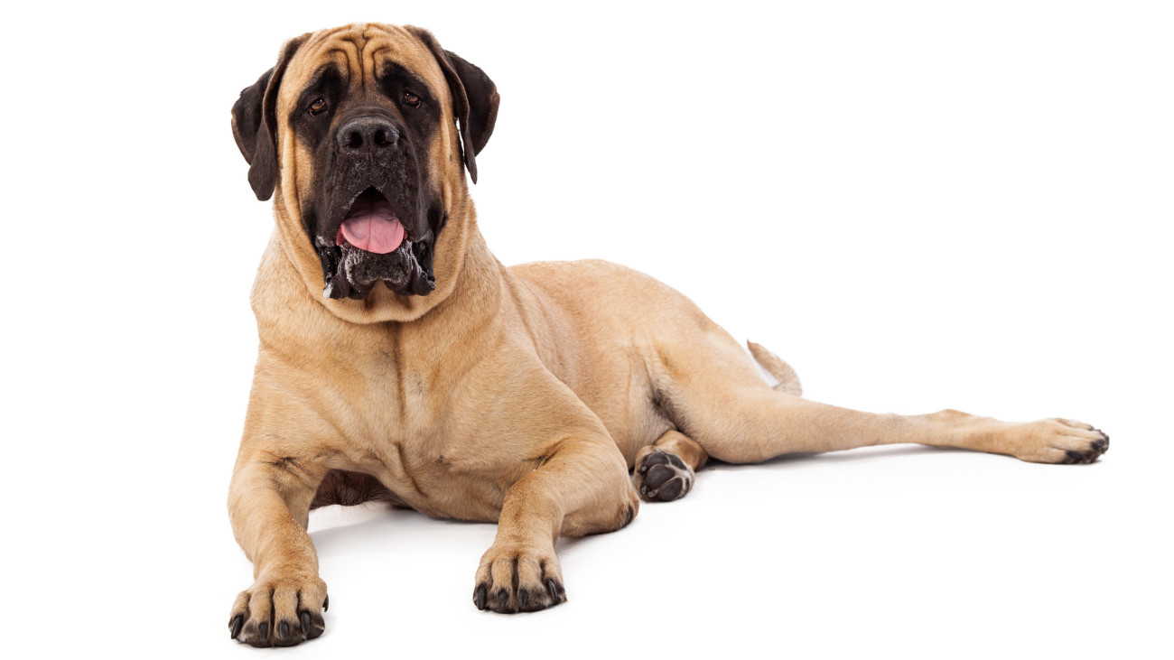 A large Mastiff dog laying against a white backdrop with an alert and attentive expression