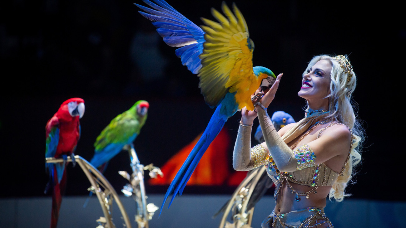 Az olasz Elisa Cussadie papagáj száma a Budapest Nemzetközi Cirkuszfesztiválon a Fővárosi Nagycirkuszban 2024. január 10-én.