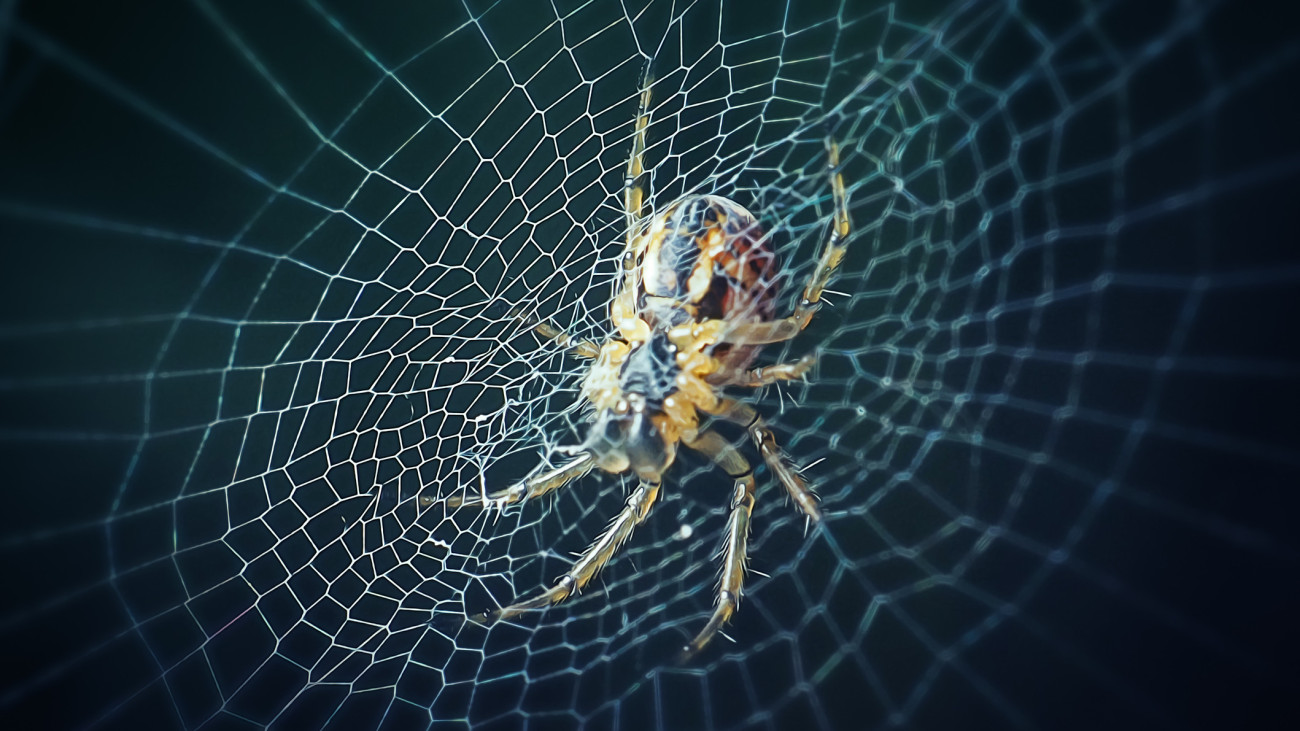 Araneidae Orb-Weaver Spider. Digitally Enhanced Photograph.