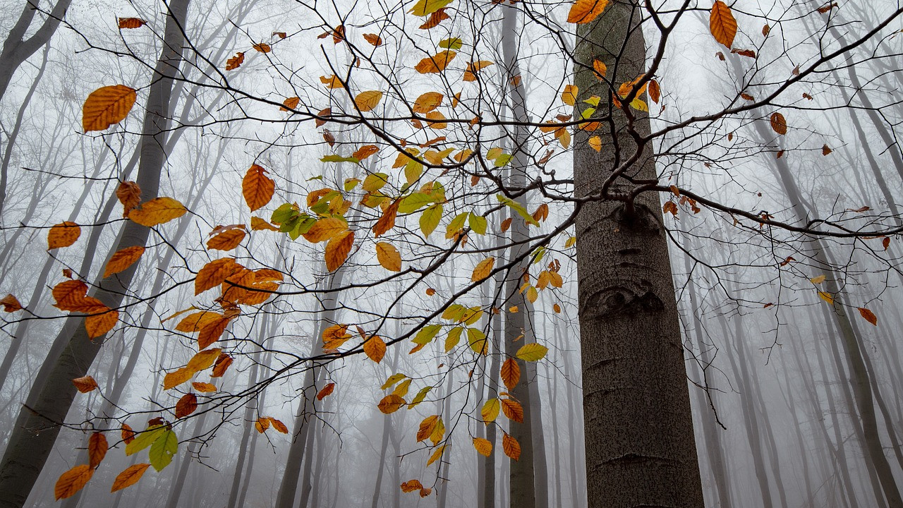 erdő ősz köd levelek időjárás