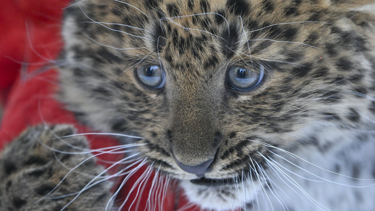 Állatorvosi vizsgálaton a tavaly november 21-én született észak-kínai leopárd (Panthera pardus japonensis) a debreceni állatkertben 2024. január 30-án. A Coolio és Jilin leopárdpár első utódja nőstény.