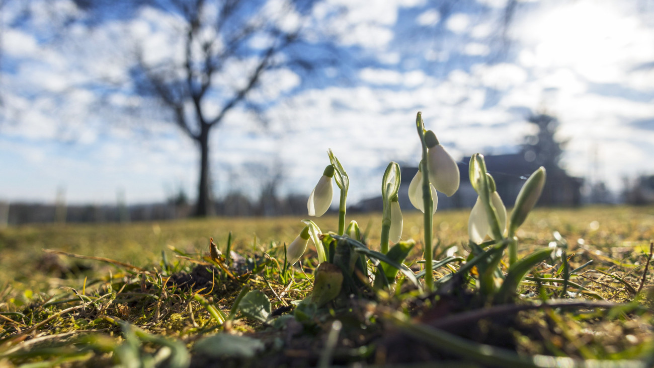 Nyíló hóvirág (Galanthus) a Zala vármegyei Nagybakónak közelében 2024. február 4-én.