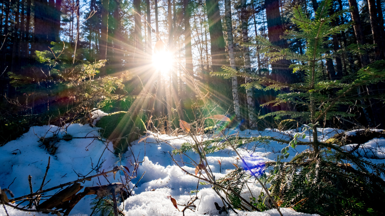 Sunset or sunrise in the winter pine forest covered with a snow. Sunbeams shining through the pine trunks.