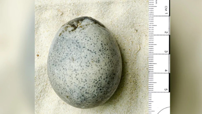 Találtak egy 1700 éves tojást, és semmi baja