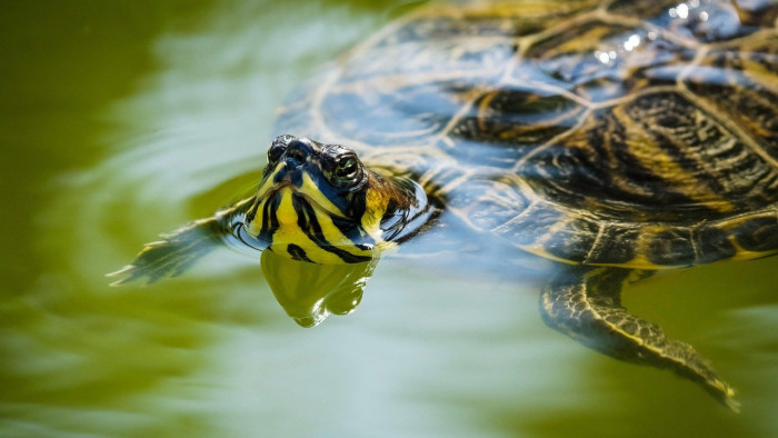 Elvadult, tájidegen teknősöket talált egy búvár a Vértesben - videó