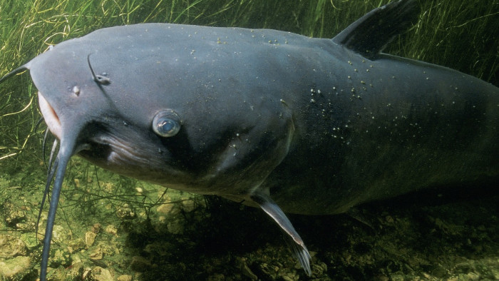 Meglepő eset: nem akar nagy halat fogni a horgász