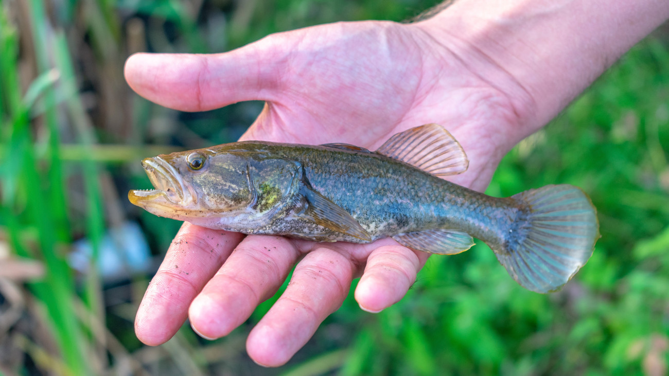lake predatory fish rotan (Perccottus glenii). small fish in the hand of a fisherman.