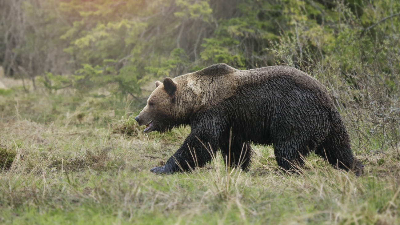 Wildlife brown bear (Ursus arctos) in green forest. Bear is dangerous animal.