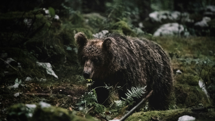 Már Japánban is támadnak a medvék
