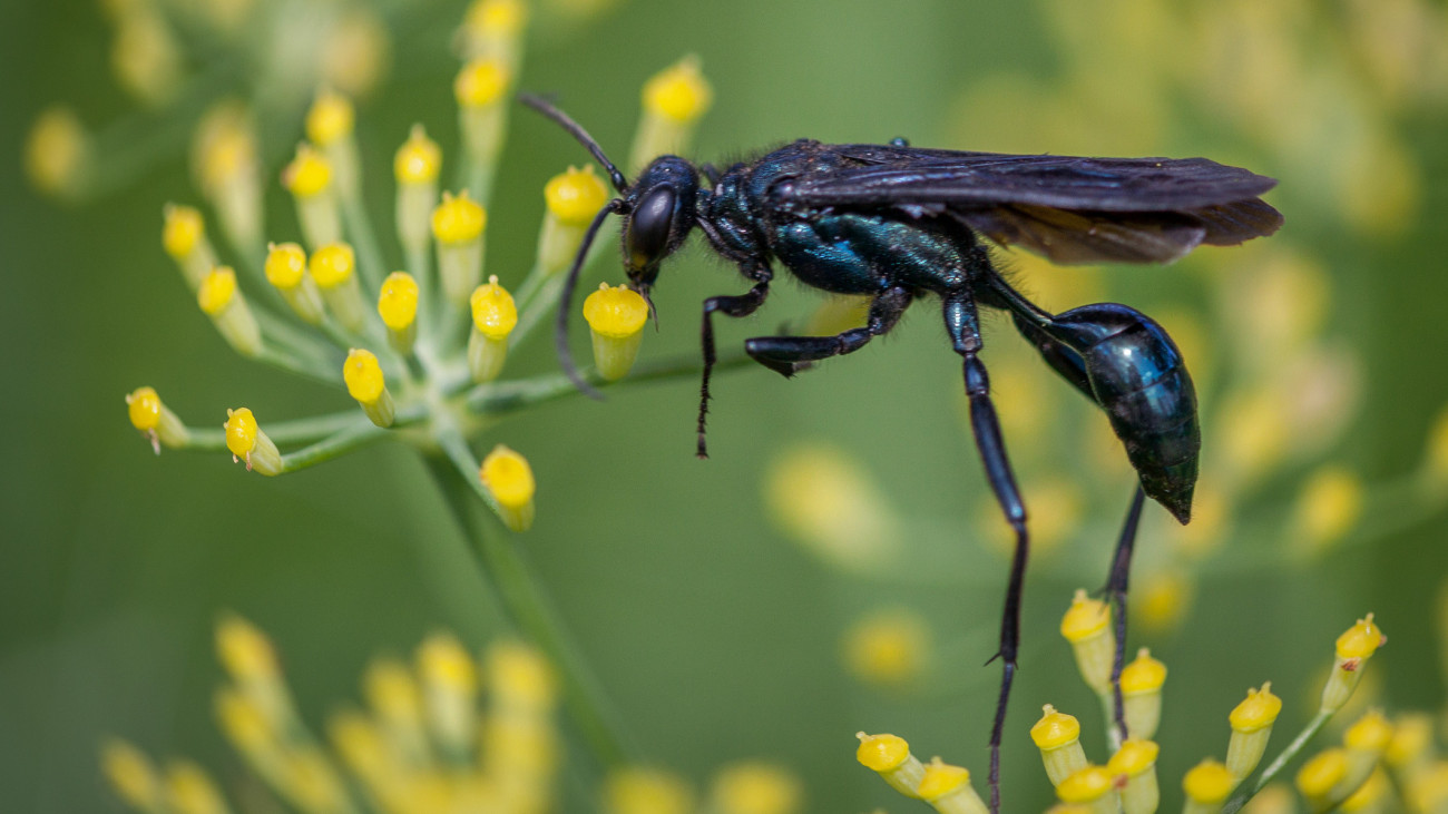 A blue potter wasp forages on a fennel plant.