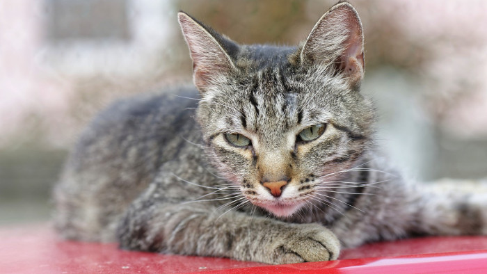 Macskatetemek hevertek az utcán Budaörsön, az állatvédők feljelentést tettek