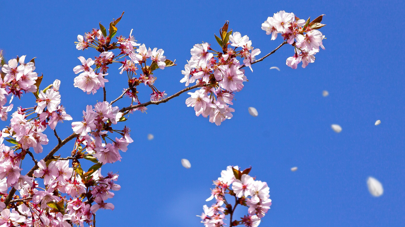 tavasz időjárás cseresznyevirágzás cseresznyefa