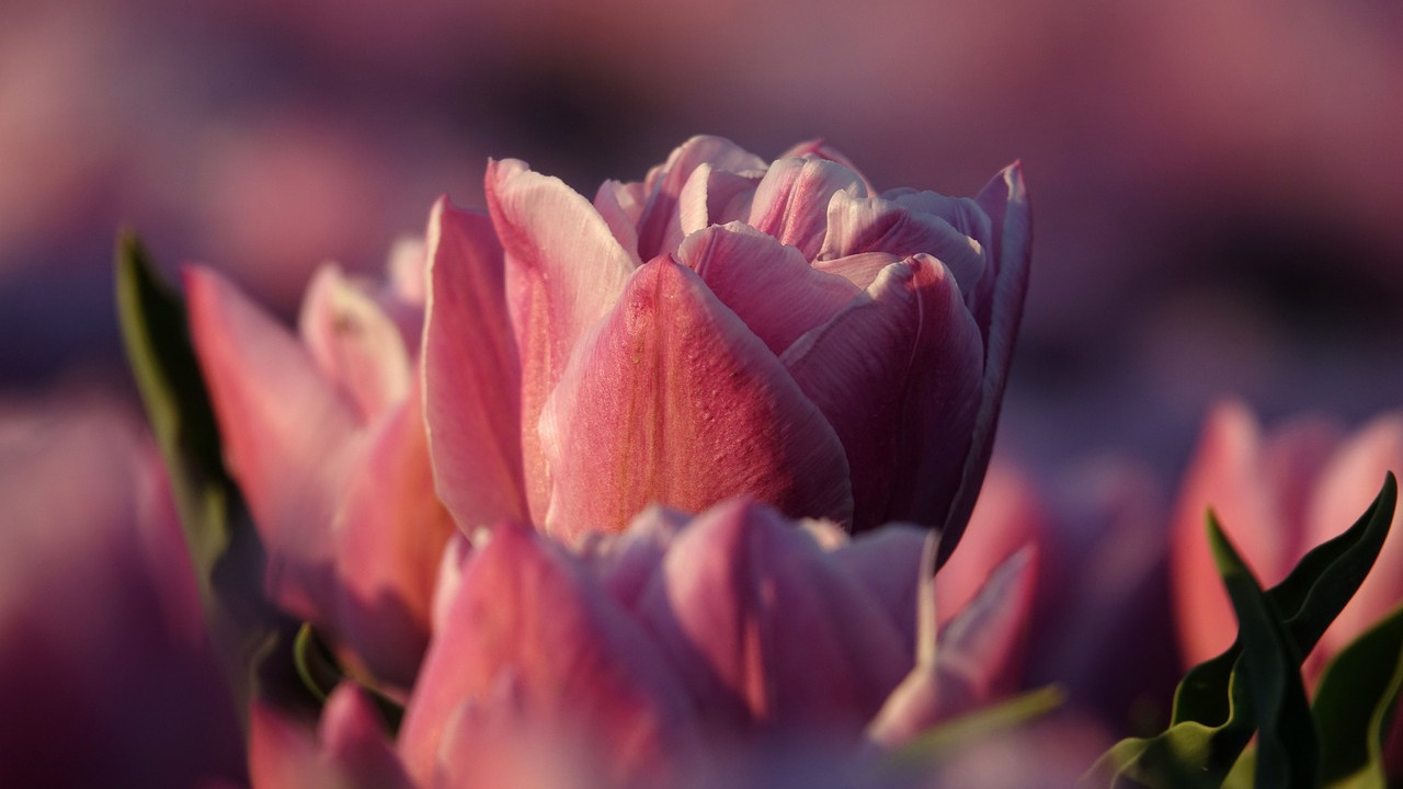tulipánok virágok tavasz időjárás
