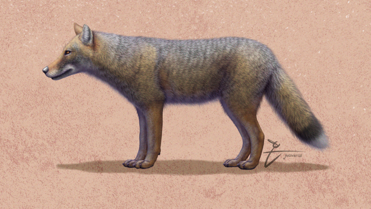 Dusicyon avus, egy róka fajta, amely németjuhász kutya nagyságú volt, és nagyjából 500 évvel ezelőtt halt ki. Forrás: Wikipéldia