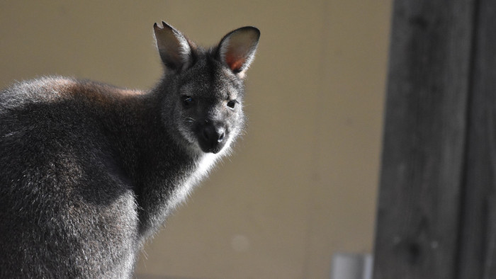 Megszökött kengurut hajkurásztak az ajkai rendőrök - videó