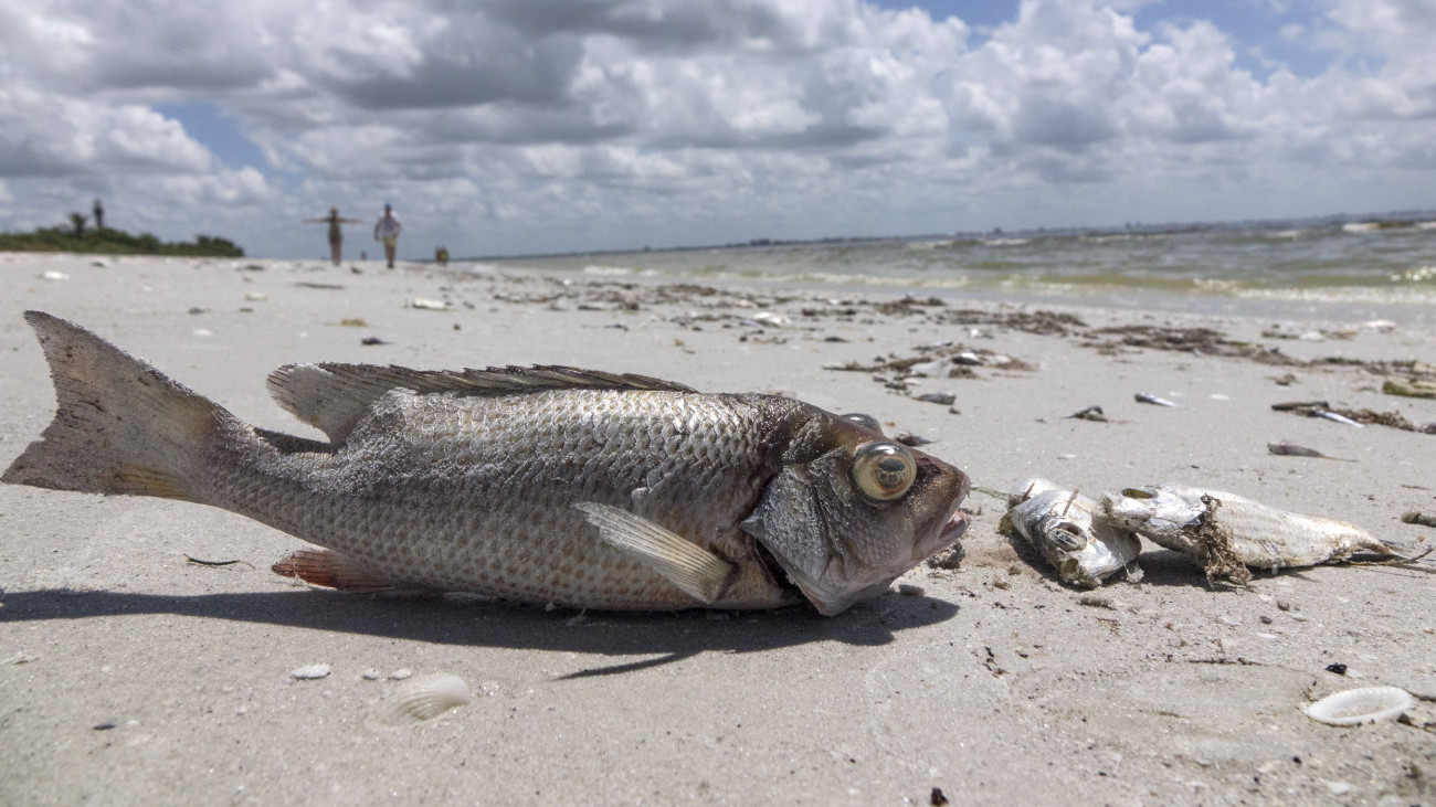 Captiva, 2018. augusztus 4.A vörösalgák nagymértékű elszaporodása miatt elpusztult halak egyikének partra sodort, felfúvódott teteme a floridai Captiva homokfövenyén 2018. augusztus 3-án. Az El Nino éghajlati jelenség fokozta időszakos vörösalga-burjánzás csökkenti a tengervíz oxigéntartalmát, ezért a kopoltyúval lélegző állatok könnyen megfulladnak. (MTI/EPA/Cristobal Herrera)