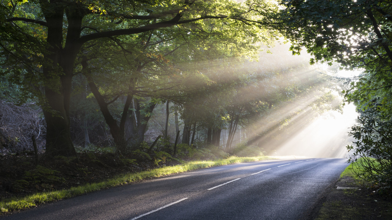 Morning sun rays falling on forest road, Ashdown Forest, Sussex, England