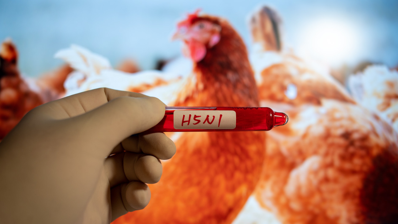 Blood collection tubes H5N1 test positive results,Medical health concept