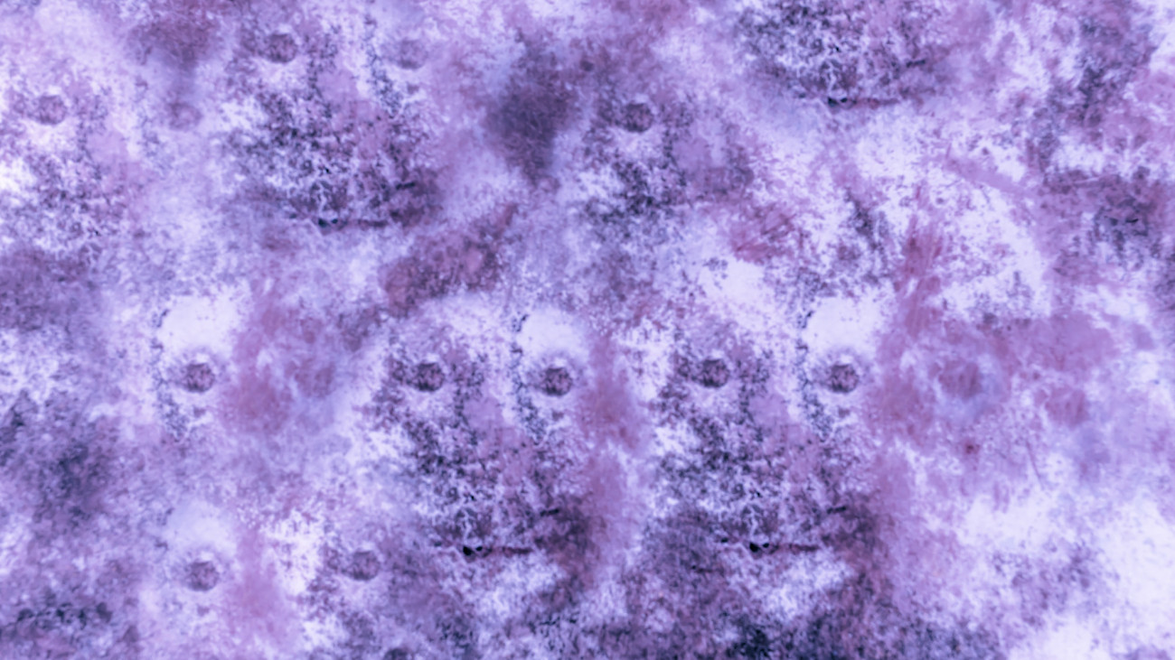A mottled Purple wall with spooky faces looking out.  **NB-This is not artwork.  The photographer manipulated mold patches on a wall, with the clone/heal effect to make the appearance of faces**
