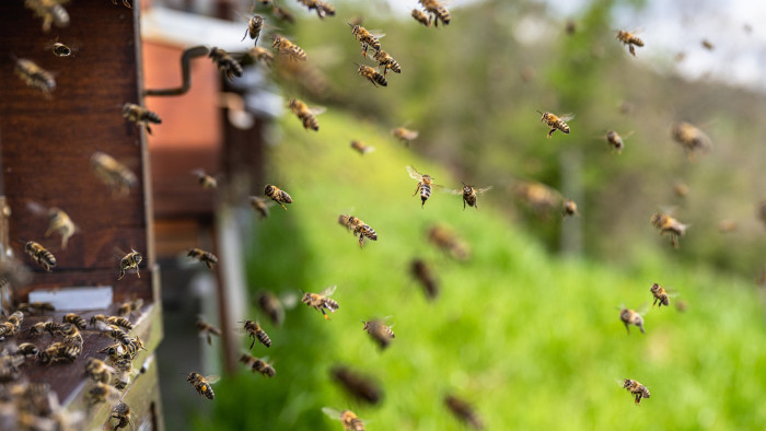 Ledöbbentek a méhészek az idei tavaszon