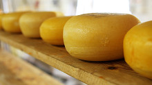 Úgy lopják a sajtot Hollandiában, mintha nem lenne holnap