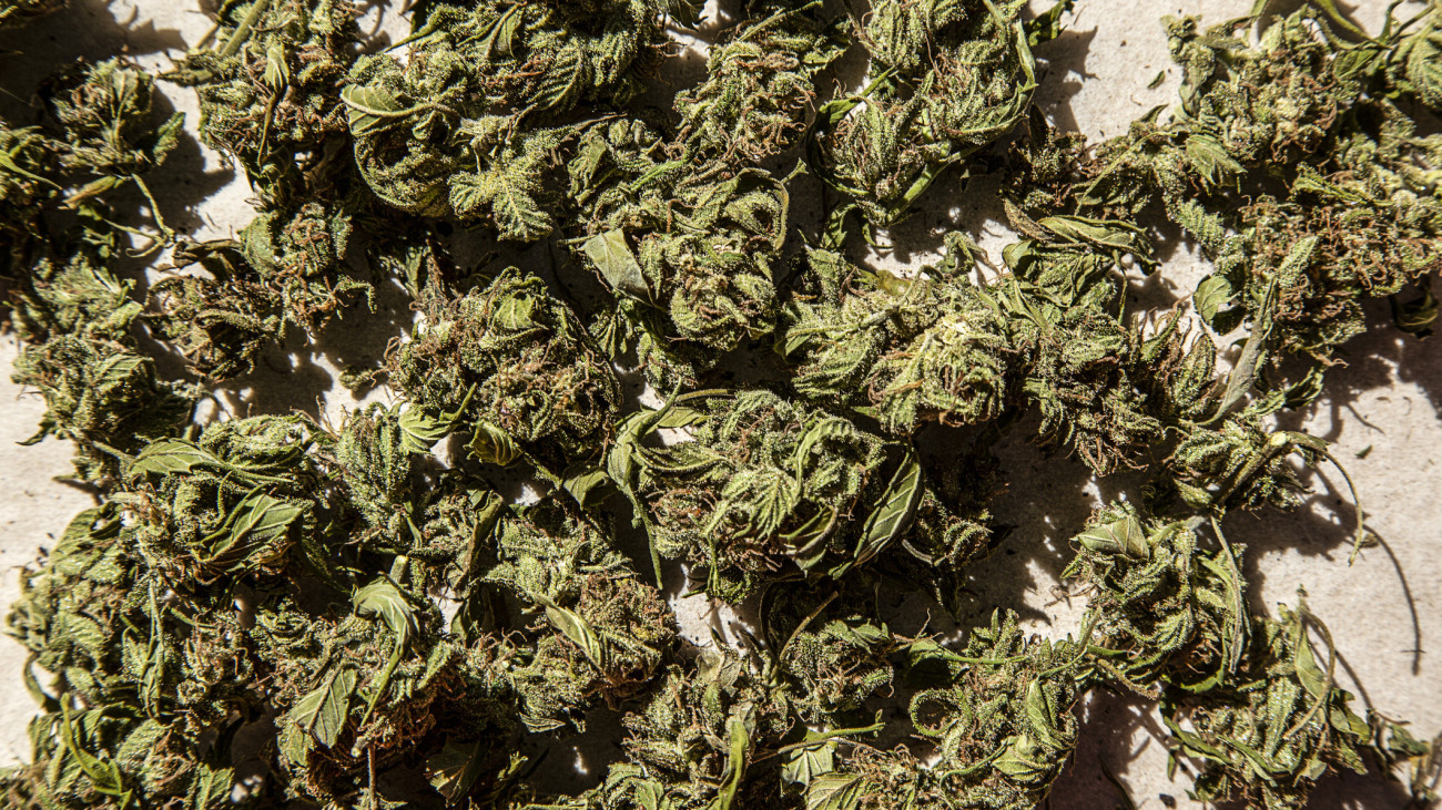 Cannabis harvest for producing medine