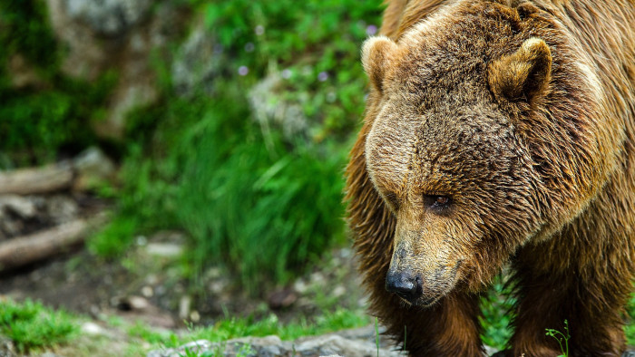 Új sztárfotók készültek a Bükkben kóborló medvéről