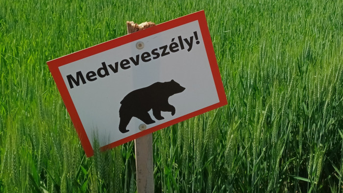 Figyelmeztetnek: medve jár egy Pest vármegyei település határában