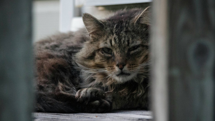 Huszonhat macskát tartott egy panellakásban – állatkínzásért kell felelnie