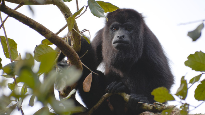 Potyognak a majmok a fákról a hőhullámtól Mexikóban