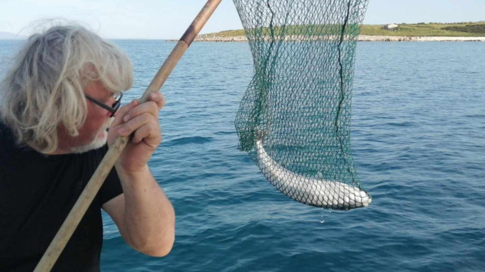Halálosan mérgező halat találtak a horvát Adrián