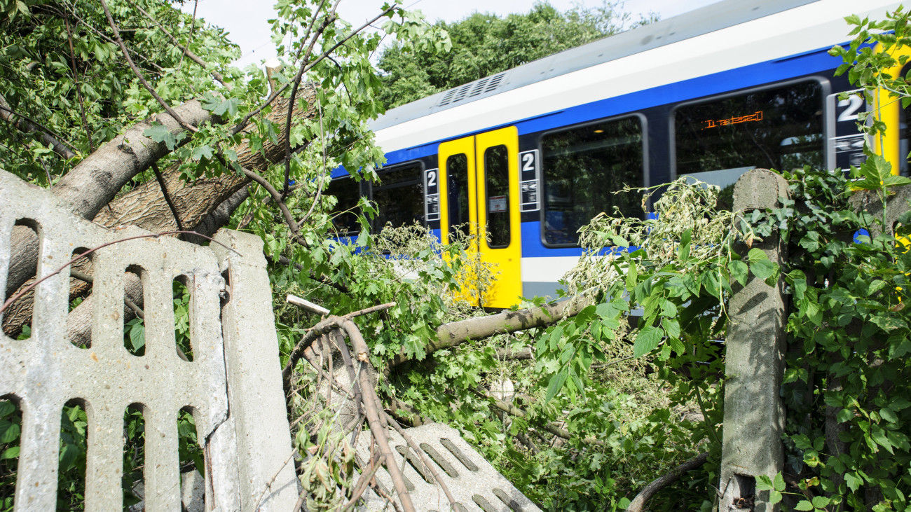 Vasúti területre dőlt fák Alsógöd vasútállomásnál 2020. augusztus 30-án, az előző esti hatalmas vihar után.