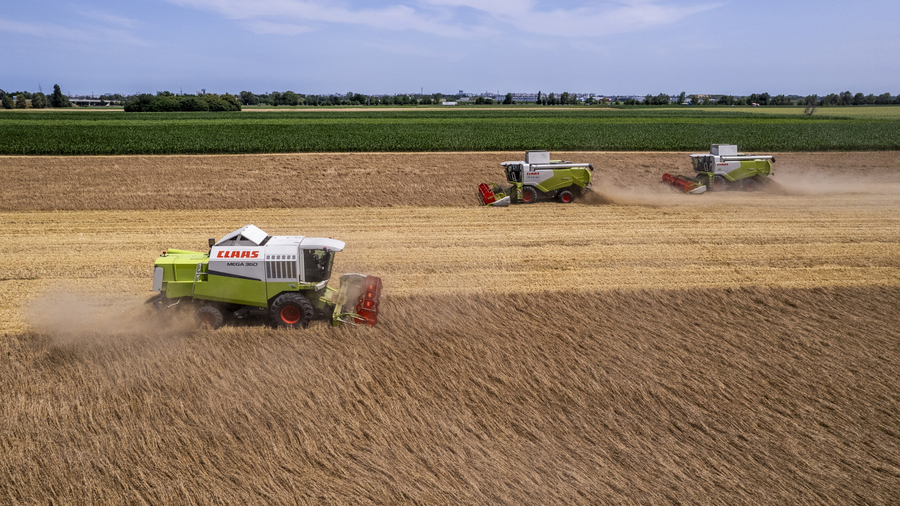 A drónnal készült képen kombájnok aratják a búzát Debrecen határában 2024. június 20-án. Országszerte elkezdődött az aratás, idén szokatlanul korán és már a következő héten véget is érhet, ha az időjárás engedi. A mostani szárazság kedvez a munkálatoknak, a kora nyári esőzések jót tettek a kapásnövényeknek.