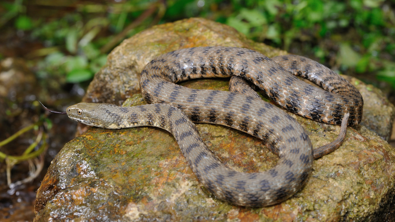 Dice snake (Natrix tessellata)