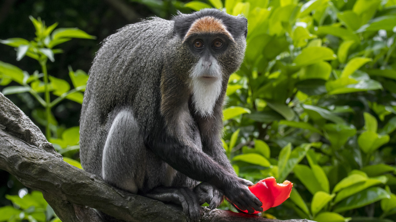 De Brazzas monkey (Cercopithecus neglectus) native to Central Africa, eating fruit in tree.