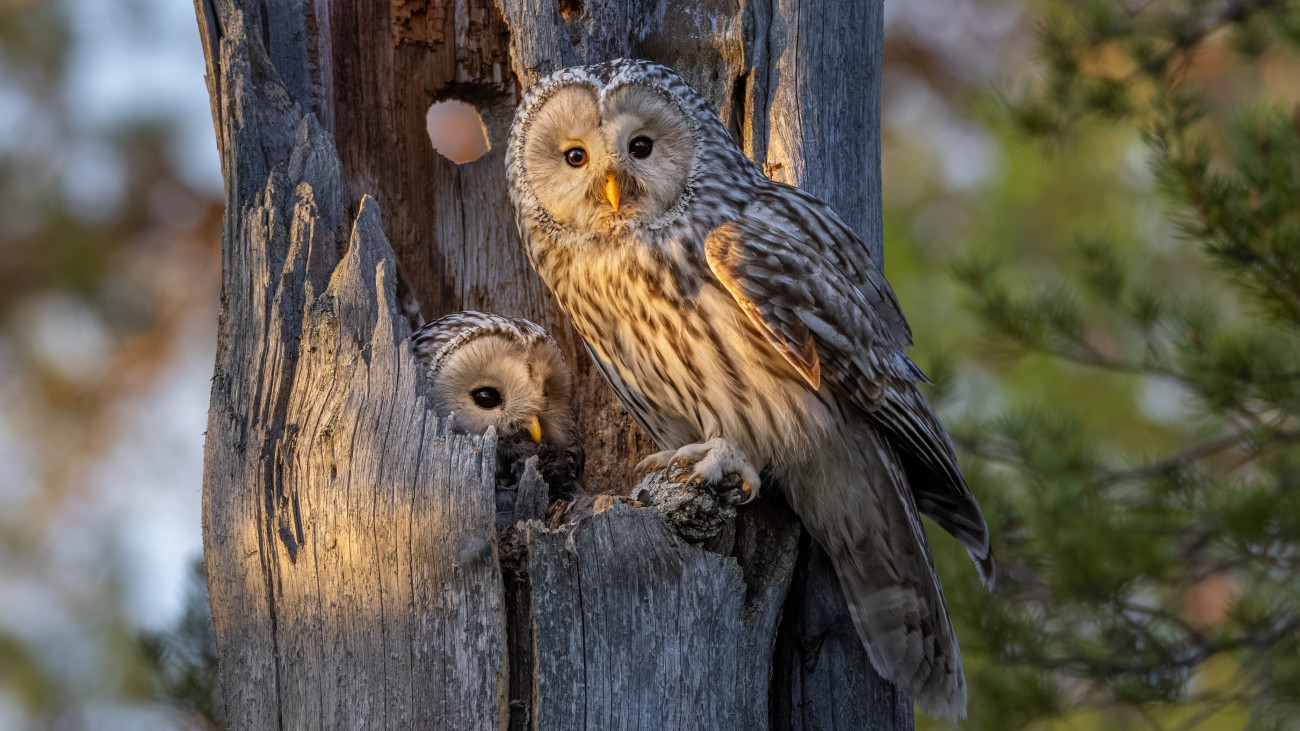 Male Ural owl delivers a vole to the female.  The Ural owl (Strix uralensis) is a large nocturnal owl.  Uráli bagoly