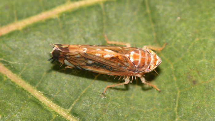 Még nagyobb a baj: nem csak az amerikai szőlőkabóca terjesztheti az aranyszínű sárgaságot