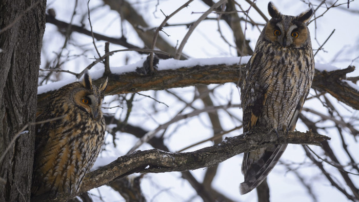 Elképesztő mennyiségű rágcsálót tüntettek el ezek az állatok