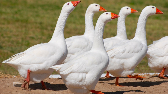 Állami támogatást kapnak, akik három évre felhagynak az állattenyésztéssel
