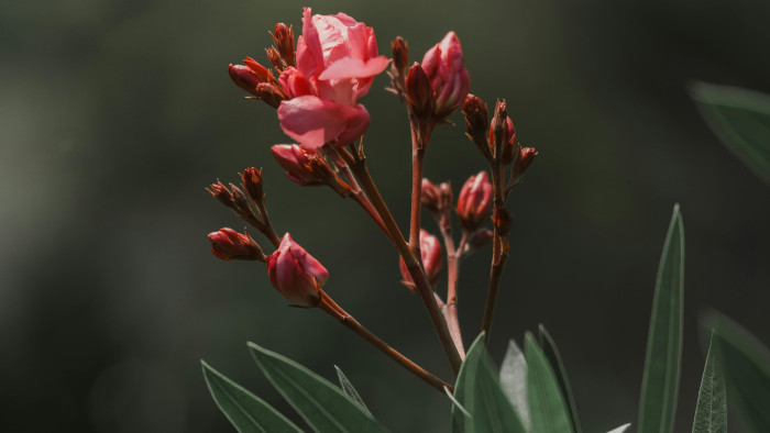 Nem is gondolná, mekkora veszélyt rejthet egy külföldről hozott csodás növény