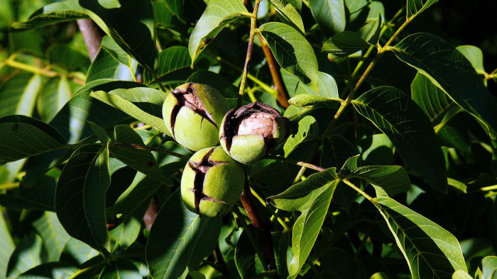 Megmenekülhetnek a hazai diófák – már nem a dióburok-fúrólégy a legnagyobb veszély