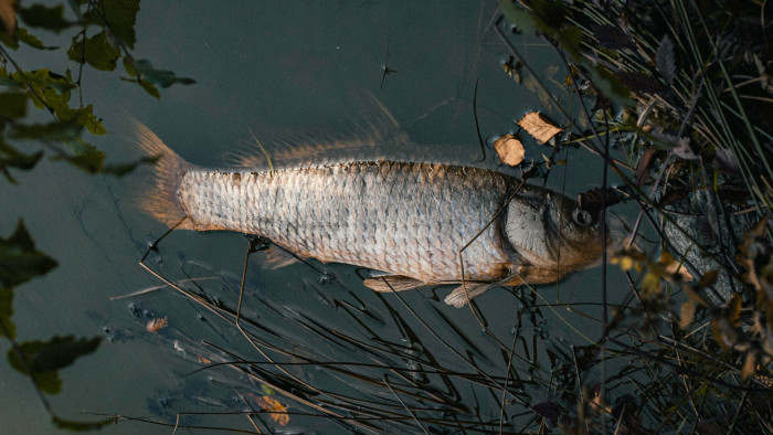 Halvész a Velencei-tóban: vírus pusztíthatja tömegesen a halakat