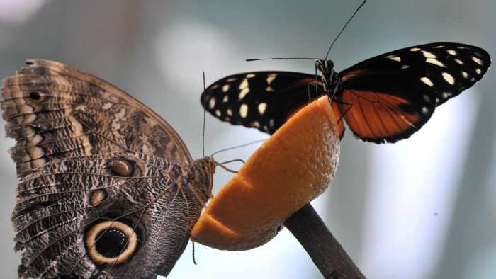 Ismét láthatók a fővárosi állatkert törékeny ékei