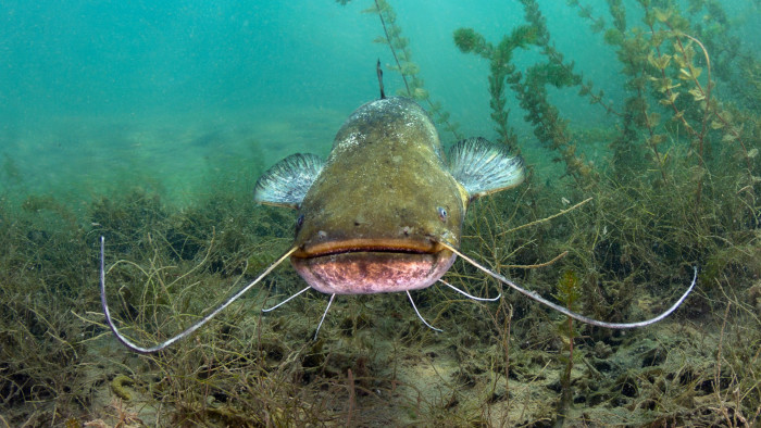 Még a horgászbotot is eltörte a kapitális szörnyeteg Kisújszálláson – videó