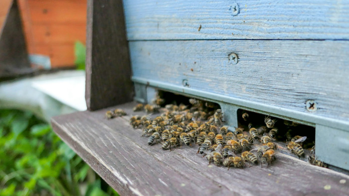 Járvány ütötte fel a fejét Somogyban, hatósági zárlatot rendeltek el