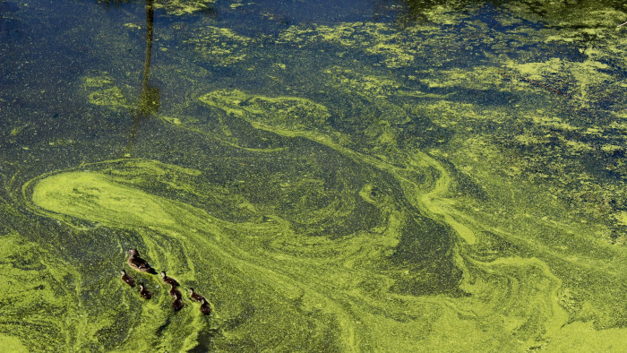 Levideózták a Balaton rémét