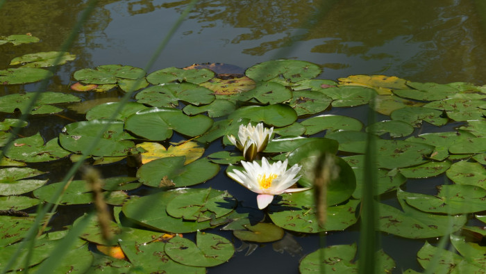 Invazív rágcsálók miatt végveszélyben a legendás tanösvény virágai